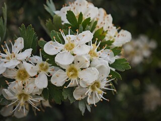 apple tree blossom