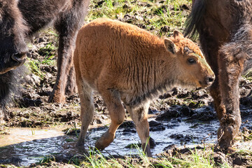 Closeup, young American Bison (Bison bison) standing in watering hole, surround by other bison. On the North Rim of the Grand Canyon.
