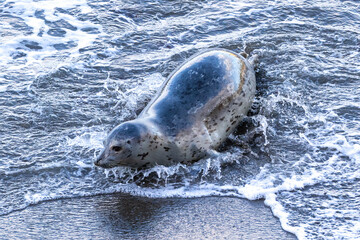 Harbor Seal (Phoca vitulina) laying on beach in Monterey, California. Wet sand from receding waves. 
