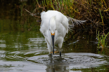 Snowy egret (Egretta thula) standing in water, in wetlands of Huntington Beach, California. Looking for fish; its reflection is mirrored on the water's surface. 
