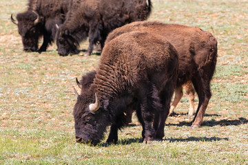 American Plains Bison (bison bison) grazing in a grassy field. At Grand Canyon's North Rim.
