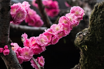 Closeup, delicate pink cherry blossoms in Kyoto, Japan.
