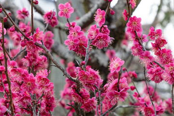 Closeup, delicate pink cherry blossoms in Kyoto, Japan.

