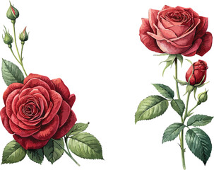 Set of velvet red roses with buds and green leaves. Watercolor set of roses in botanical style, suitable for decorating flower shops, weddings, Valentine's Day, cards, banners