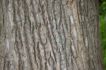 background texture tree bark natural material