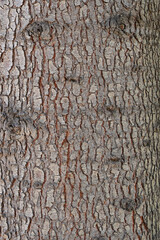 background texture tree bark natural material