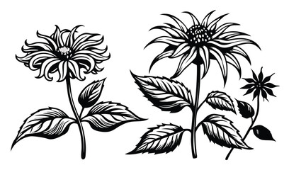 Black and white botanical illustration of sunflowers