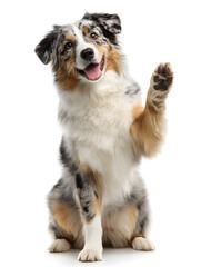 Fototapeta premium Playful dog with a fluffy coat greets with a raised paw, showcasing its cheerful personality and friendly demeanor