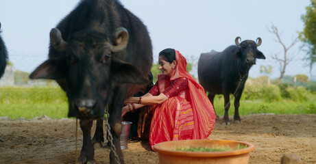 Indian mature adult gen x mother sitting wear red saree giving grass buffalo Asian alone villager...