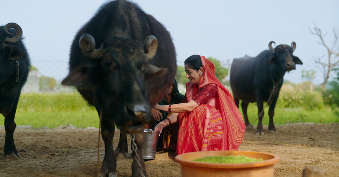 Indian mature adult gen x mother sitting wear red saree giving grass buffalo Asian alone villager lady smiling using plastic bowl do hand feeding caring of pet outdoor garden