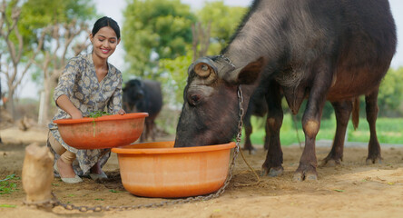 Indian young adult gen z woman lady sitting giving grass to buffalo Asian alone villager teen age...