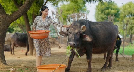 Indian young adult gen z woman lady standing giving grass to buffalo Asian alone villager teen age...