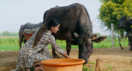 Indian young adult gen z woman lady sitting giving grass to buffalo Asian alone villager teen age...