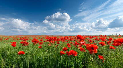 Fototapeta premium A beautiful, sun-drenched spring summer meadow. Natural colorful panoramic landscape with many wild flowers of daisies against blue sky. A frame with soft selective focus.