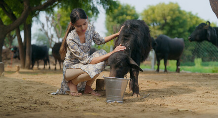 Indian young adult cute teen age woman lady gen z help her calf pet to drink water in steel bucket...