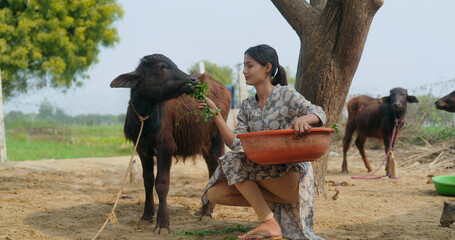 Indian young adult gen z woman lady sitting wear casual dress giving grass to calf Asian alone villager teen age girl smiling using plastic bowl do hand feeding caring of pet outdoor garden © Raushan_films
