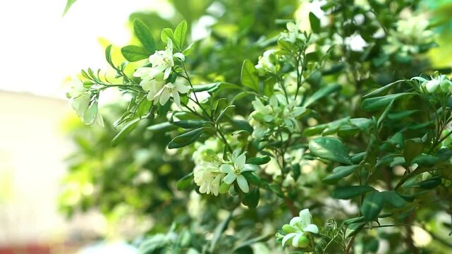 Fragrantful orange jessamine (Kamini) white flowers on the green tree. Close-up of wet white Madhu Kamini flowers in summer season
