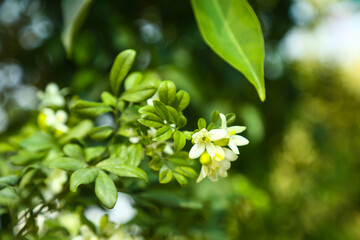 Naklejka premium Fragrantful orange jessamine (Kamini) white flowers on the green tree. Close-up of wet white Madhu Kamini flowers in summer season 
