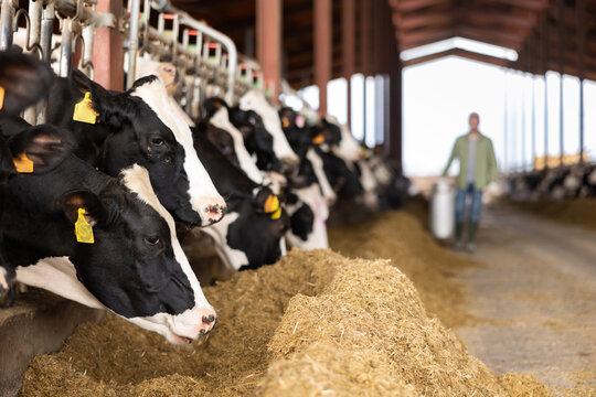 Closeup of black and white Holstein dairy cows eating forage while peeking out from behind stall fence in livestock farm on blurred background of farmer carrying milk can