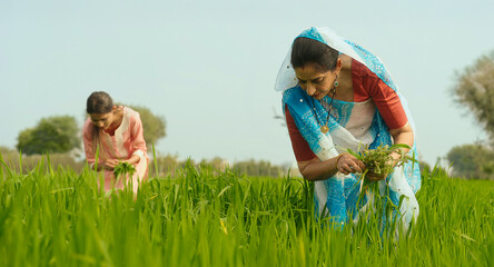 Indian young adult farmer woman lady with teen age girl working cleaning grass leaf outdoor Asian...