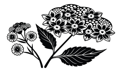 Elegant black and white floral illustration