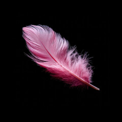Obraz premium Vibrant pink feather against a black background