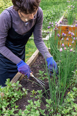 Fototapeta premium Woman tending raised garden bed with fresh herbs and blooming chives, sustainable backyard gardening in lush green environment, seasonal home cultivation. urban gardening locally grown food. Copyspace