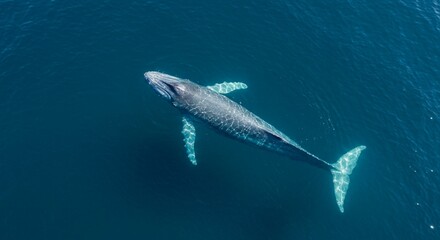 blue whale swimming in ocean
