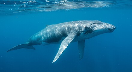 blue whale swimming underwater
