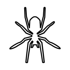 Spider icon