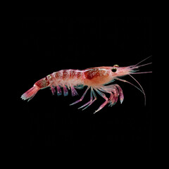 Shrimp swimming gracefully in dark waters