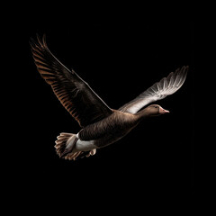 Duck gliding gracefully against a dark backdrop