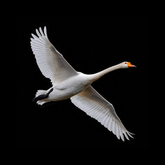 Majestic swan in flight against a dark background