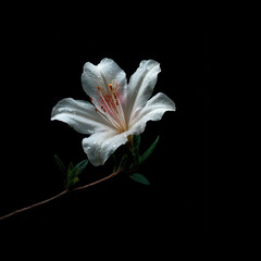 Elegant white flower blooming in dark background