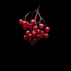 Red berries on a dark backdrop