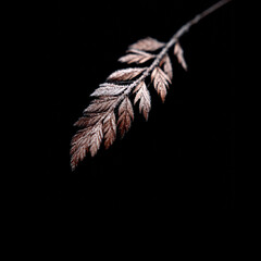 Brown fern frond texture on black