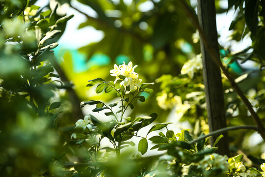 Fragrantful orange jessamine (Kamini) white flowers on the green tree. Close-up of wet white Madhu Kamini flowers in summer season
