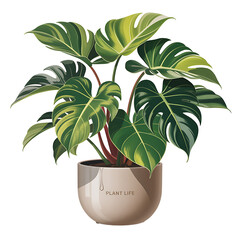 Philodendron Plant Isolated
