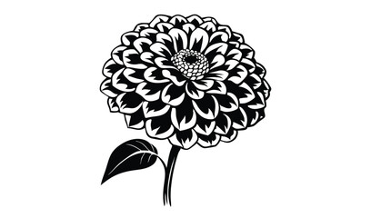 Fototapeta premium Black and white dahlia and zinnia flower illustrations