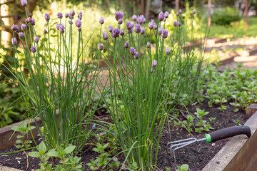 Blooming chives with purple flowers in garden bed, edible herb Allium schoenoprasum flowering in...