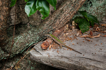 beautiful lizard close-up, in the garden on the rocks
