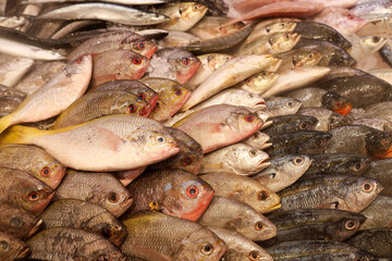 Various Fish Displayed on Ice Trays in Supermarkets,