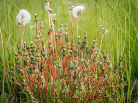 A dense cluster of dead dandelion seed heads with reddish stems and a green background, showing the post-flowering stage of the plant in natural light.