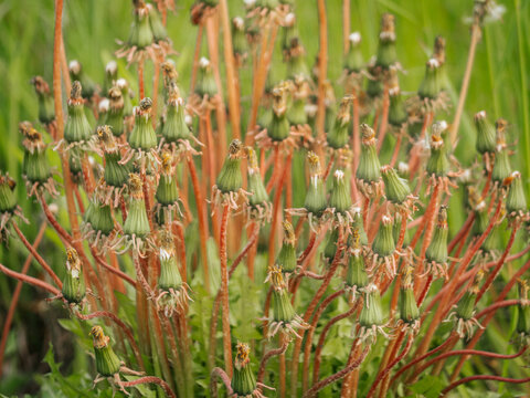 A dense cluster of dead dandelion seed heads with reddish stems and a green background, showing the post-flowering stage of the plant in natural light.