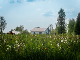 A bright green meadow with dandelion seed heads and yellow flowers stretches towards two modern...