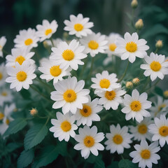 A beautiful fine art photography composition of delicate flowers captured with soft natural lighting and elegance

