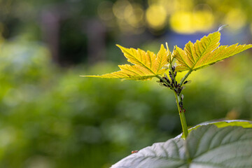 Young plant seedling with aphids on green stem, pest insects feeding on fresh tree sapling, garden...