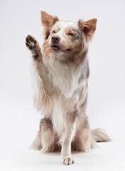 A Border Collie stands on its hind legs, raising one paw as if playfully waving. The dog's well-groomed fur and expressive face highlight its energetic and friendly personality.
