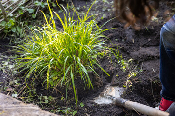 Gardener transplanting ornamental grass with spade in backyard garden, seasonal maintenance and...