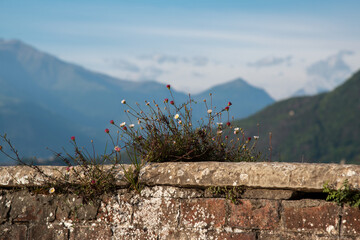 Delicate wildflowers grow from a crack in an old stone wall, set against a backdrop of misty mountains and a clear blue sky